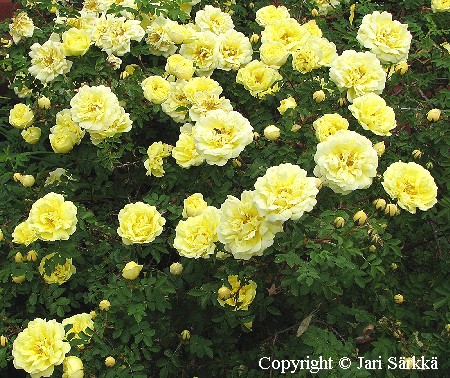 Rosa Harisonii-Ryhm 'William's Double Yellow'